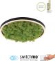 Paul Neuhaus-GREEN RITUS-15391-66-PLN15391-66
