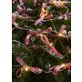 Markslojd ROSETT 702943 Lichterkette 20x0.8W/LED 2700K IP20